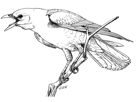 Realistic Perched American Crow Coloring Page